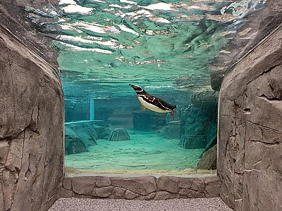 penguin diving - thumbnail