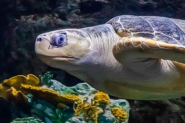 Sea turtle in profile swimming above coral