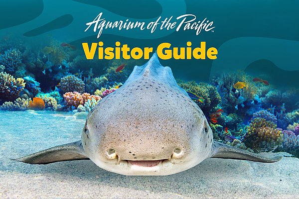 Visitor Guide App cover showing a zebra shark