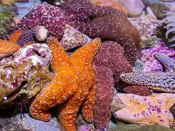 A group of sea stars in the Northern Touch Pool