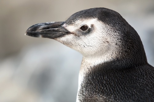 side view of juvenile penguin against blurry background