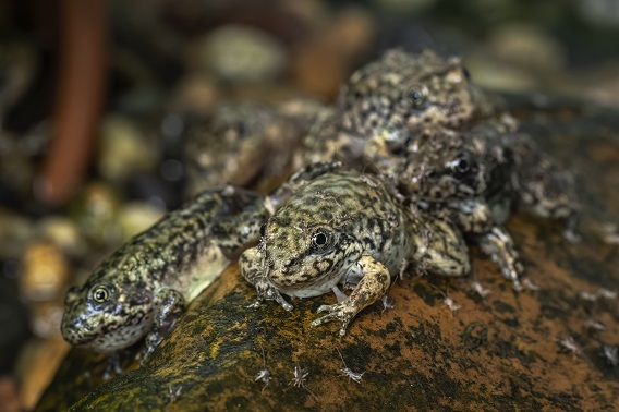 Mountain yellow-legged frogs cluster on a rock at the Aquarium before their release in September 2022