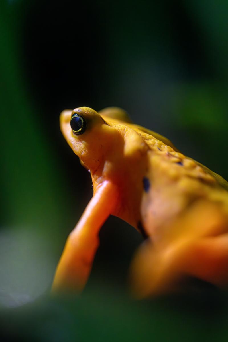 Panamanian Golden frog macro