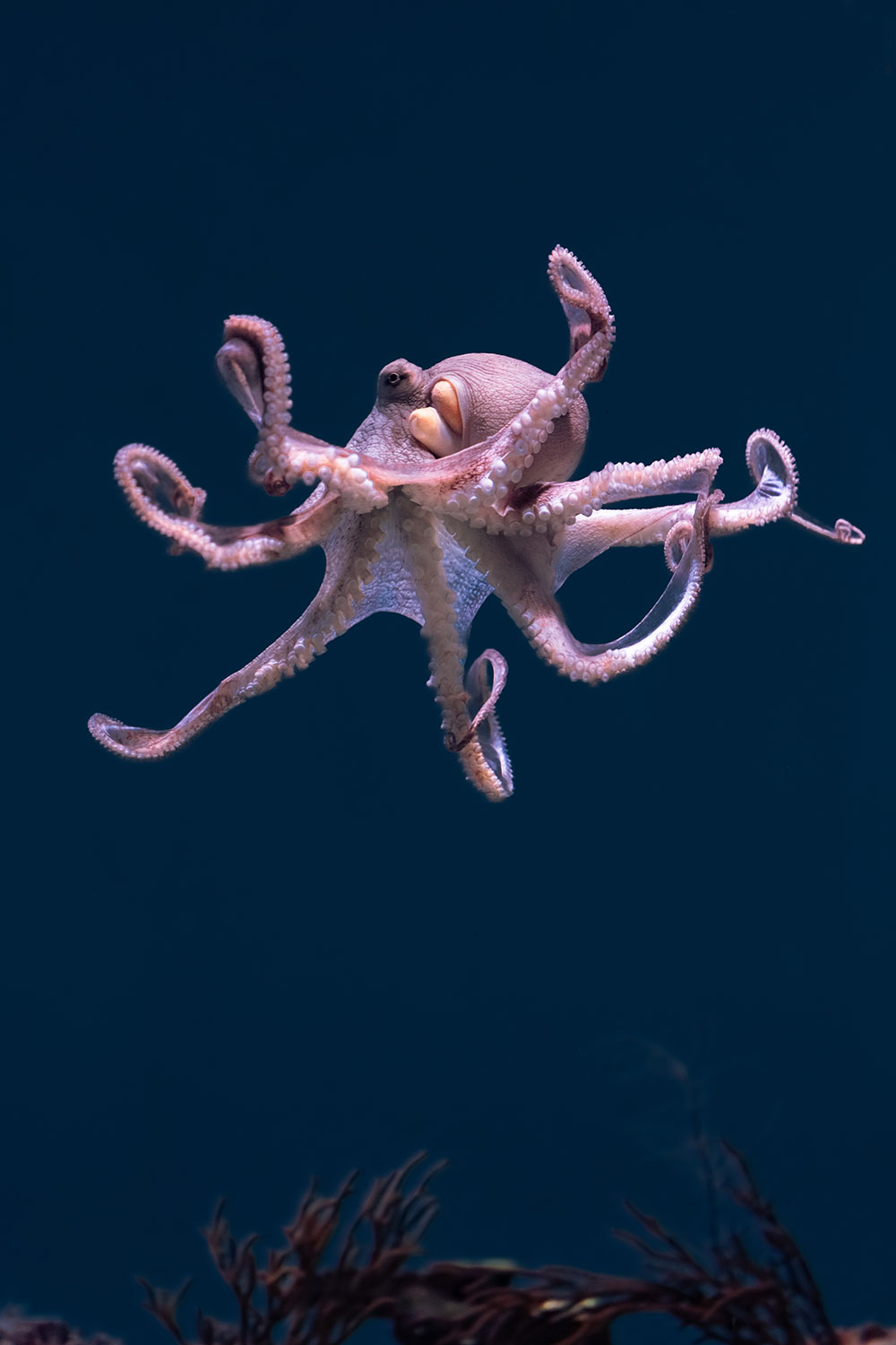 Day octopus gently floats down in exhibit