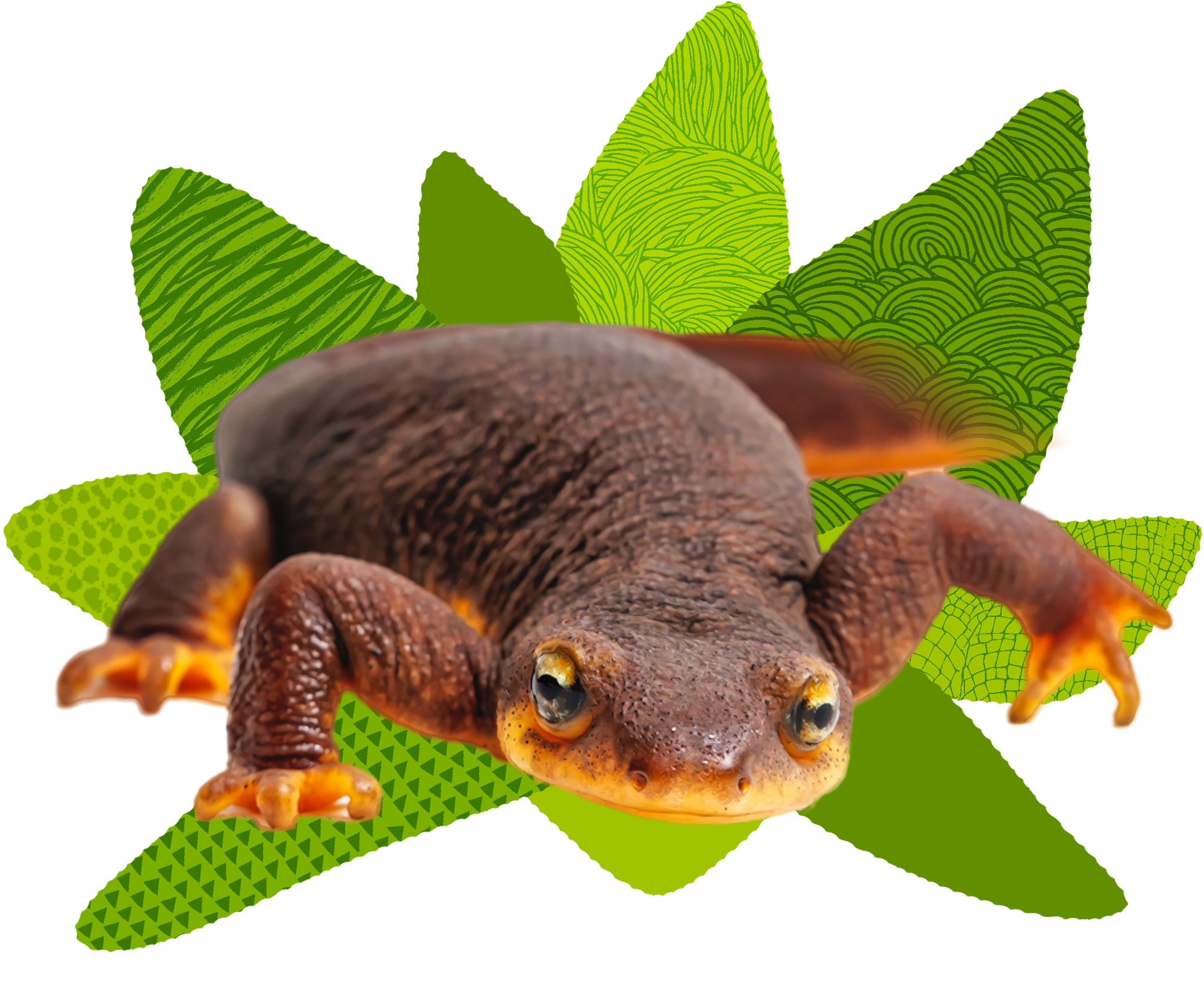 California Newt on an illustration of leaves