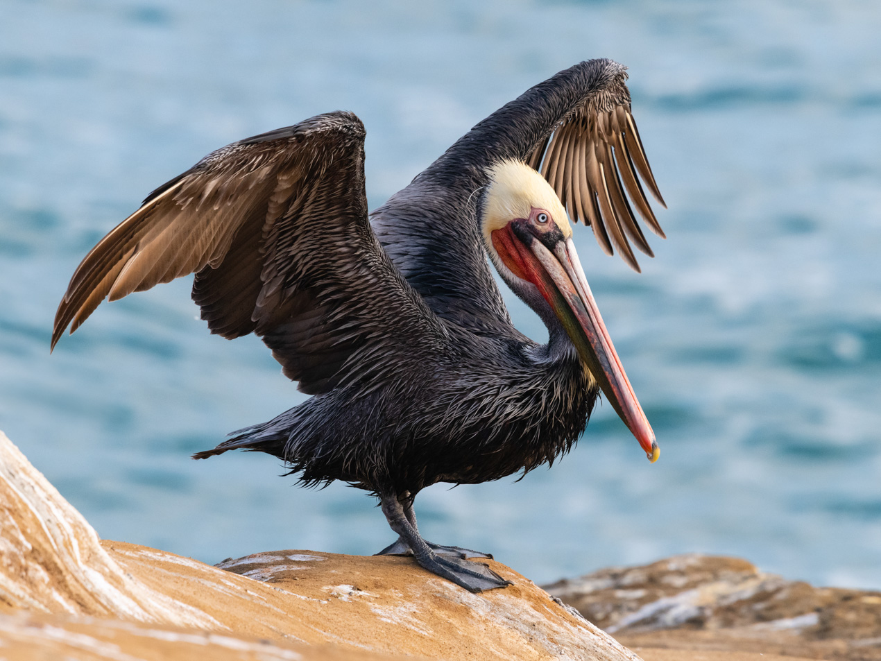 California brown pelican upstroking its wings