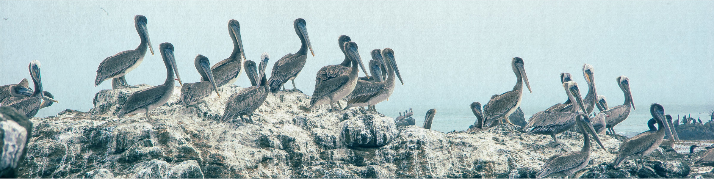 Group of pelicans on rocks