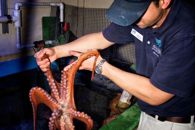 Aquarist holding large octopus showing its underside