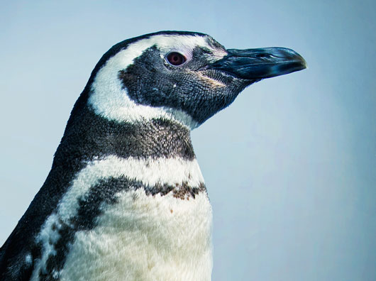 Profile of Magellanic penguin
